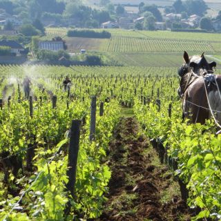 In mean time, 501 hand spraying and ploughing with Coquette in Les Quarts 