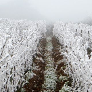 Frost on the vineyard