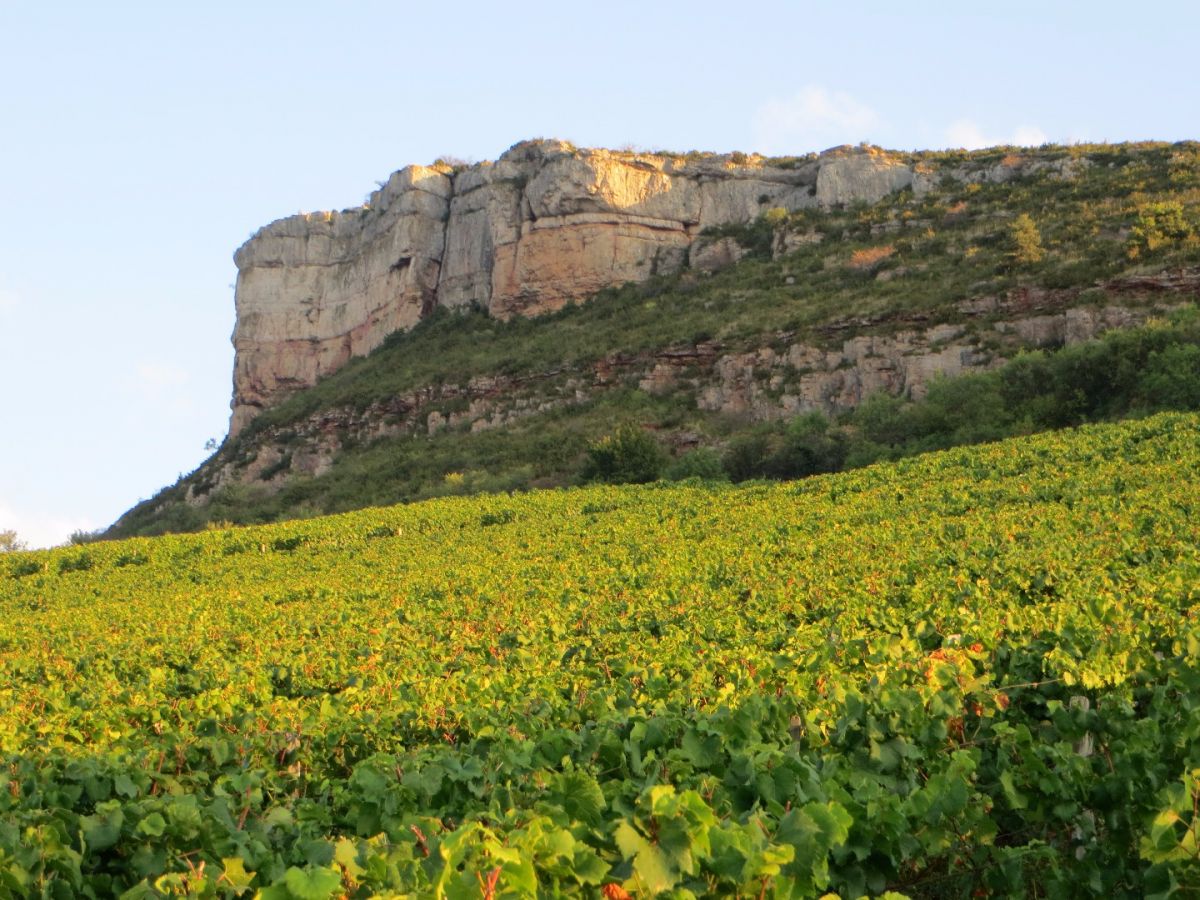 Vine plot - Pouilly-Fuissé Climate « Les Crays » Bret Brothers