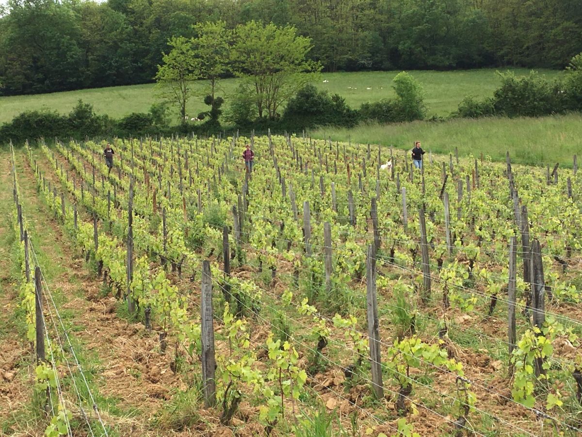 Vine plot - Saint-Véran « La Combe DesRoches » La Soufrandière