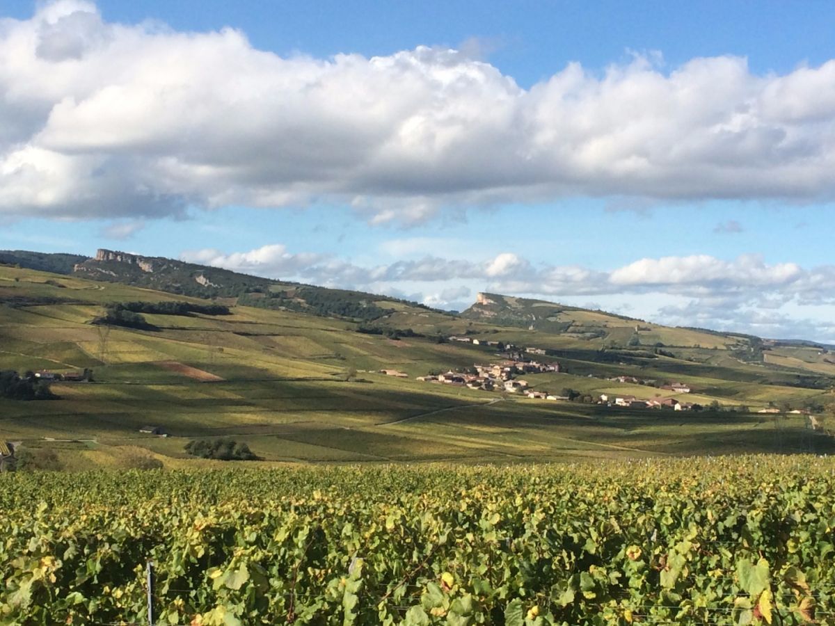 Vine plot - Mâcon-Villages Cuvée  « Terroirs du Mâconnais » Bret Brothers