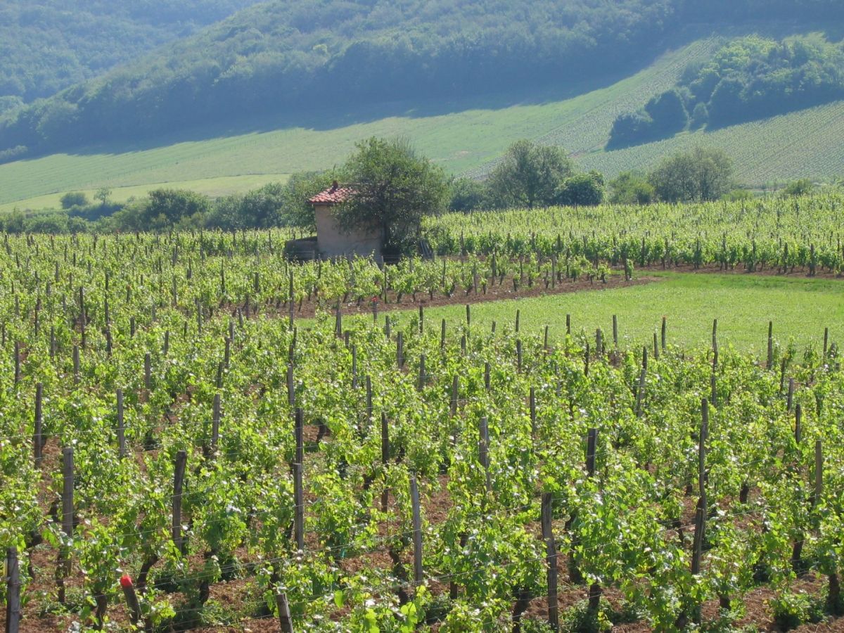 Vine plot - Mâcon-Cruzille « Clos des vignes du Maynes » Bret Brothers