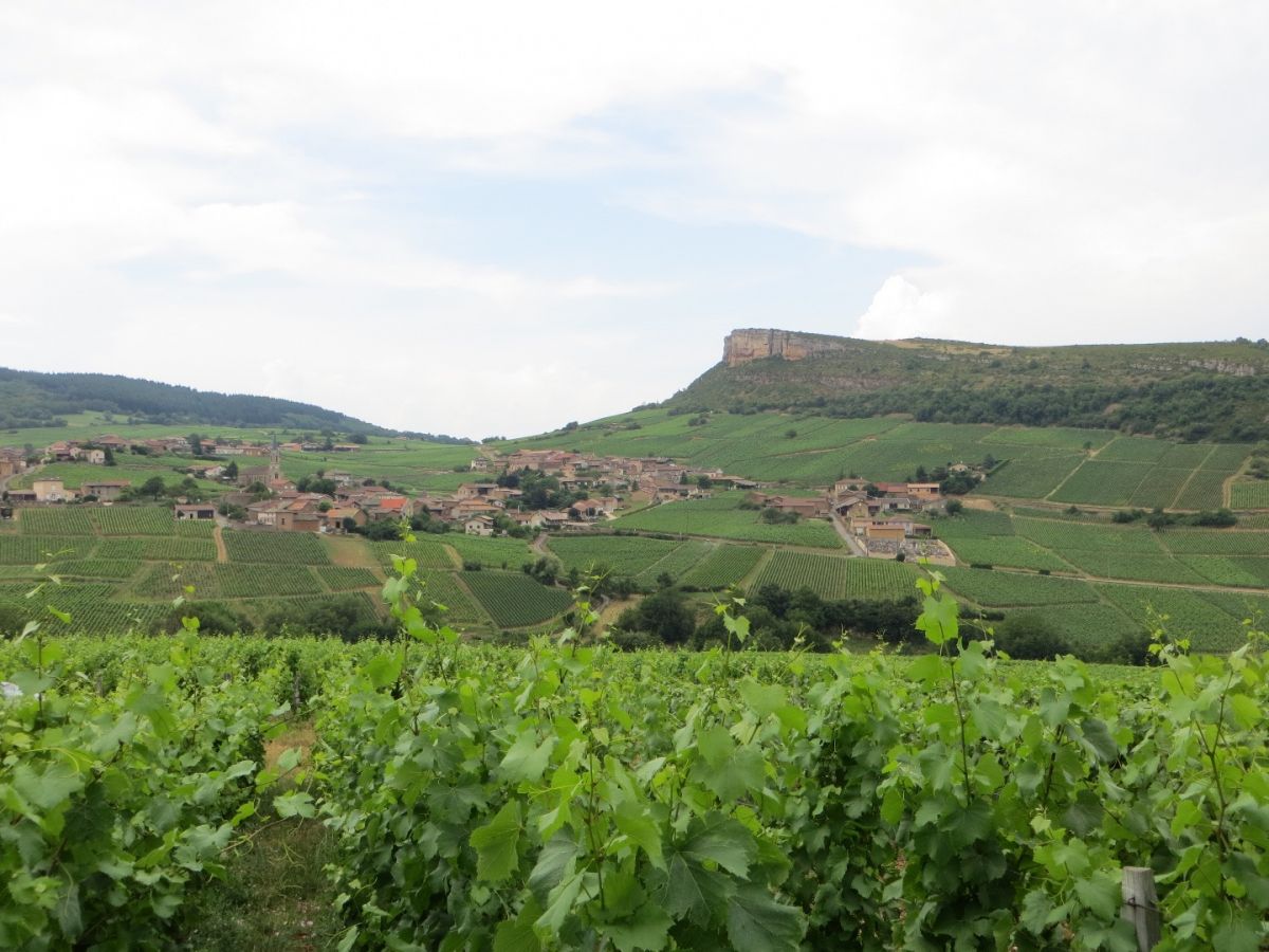 Vine plot - Pouilly-Fuissé Cuvée  « Terre de Vergisson » Bret Brothers