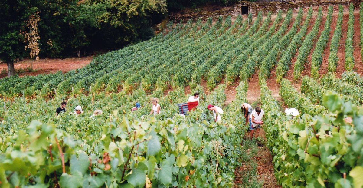 Vine plot - Saint-Véran Climate « En Combe » Bret Brothers
