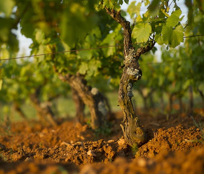 Pied de vigne