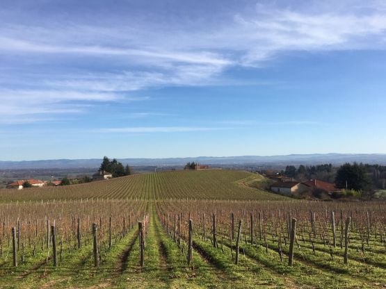 VISITE POST-VENDANGES 2019