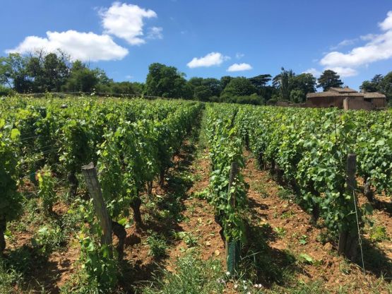 Premier écimage/rognage sur les Quarts