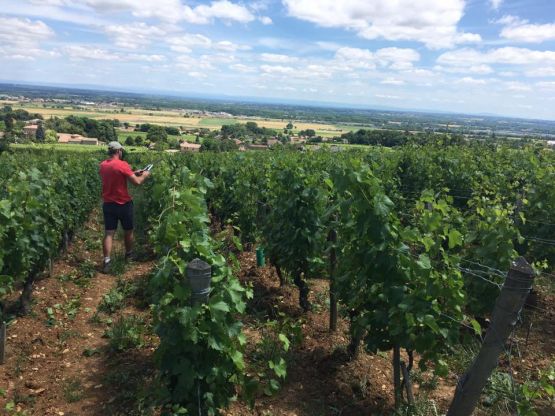 Premier écimage/rognage sur les Quarts