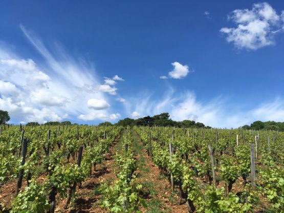 Le haut des Pouilly-Vinzelles les Quarts