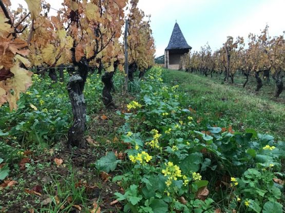 Couleurs d'Automne et Engrais verts