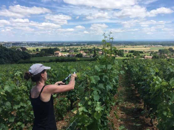 Premier écimage/rognage sur les Quarts