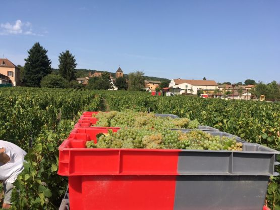 Vendanges 2017