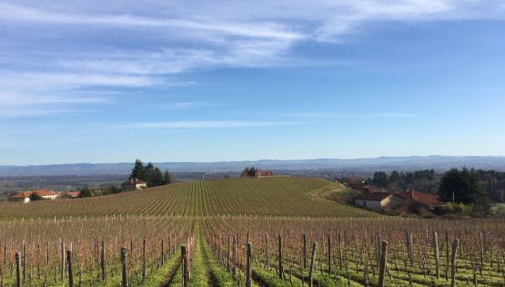 VISITE POST-VENDANGES 2019