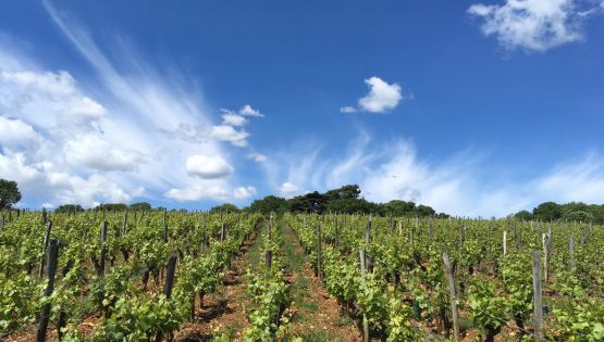 Top hill of Pouilly-Vinzelles Les Quarts