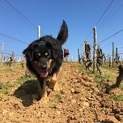 CHEYEN (le chien de Martin) Il garde les vignes pour éviter qu'un pied ne s'échappe.