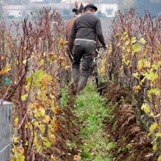 Ploughing with Coquette and Laurent