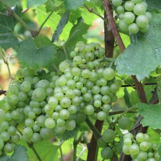 Grappes Millerandées sur les Quarts