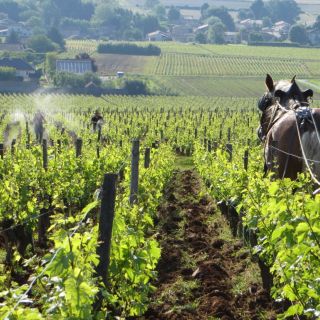 Passage d'une 501 et labour avec Coquette dans les Quarts