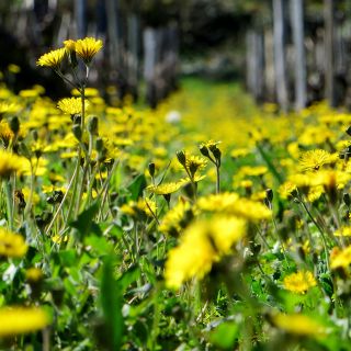 Dandelion flowers in may