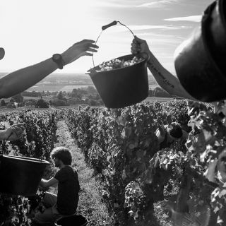 Vendanges à la main, 