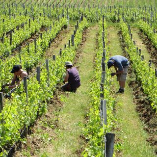 Bud pruning