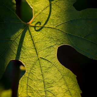 Feuille de Chardonnay 