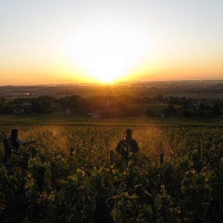 Passage de la 501 (Silice biodynamique) au petit matin