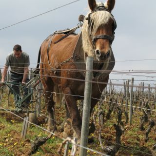 Laurent et Coquette dans 