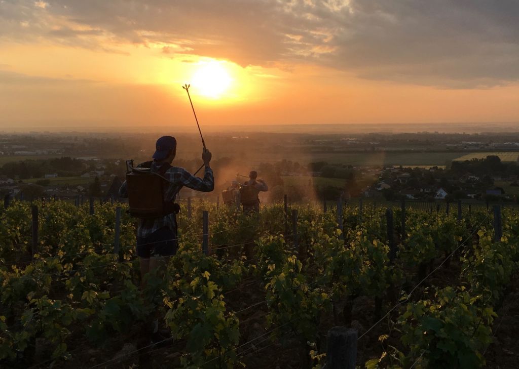 Passage de la préparation biodynamique 501 (Silice de corne) dans nos Pouilly-Vinzelles Climat « Les Quarts ». 8 Mai 2018