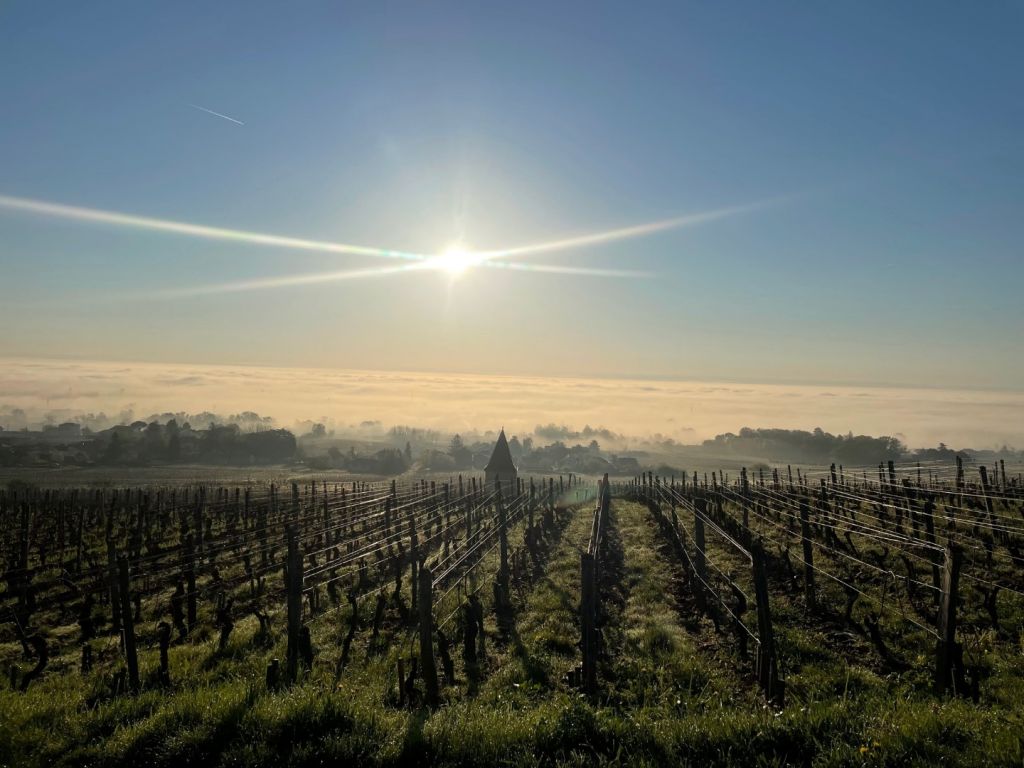 2021 - Eprouvant dans les vignes, des vins sublimes en récompense !!