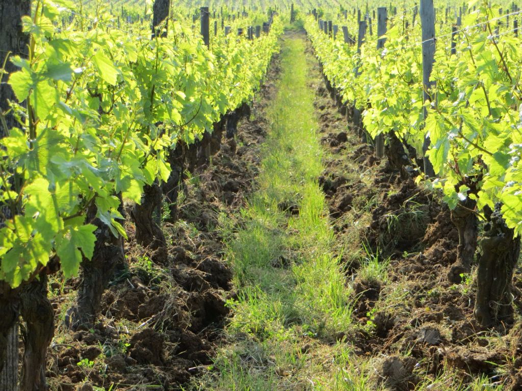 2016 - 2016: “A growers’ vintage: it all happened in the vineyards” 