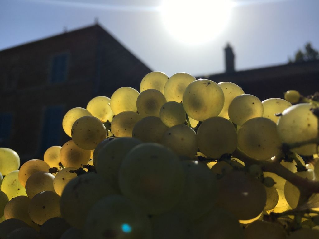 Chardonnay cluster, Pouilly-Vinzelles “Les Quarts” 2019