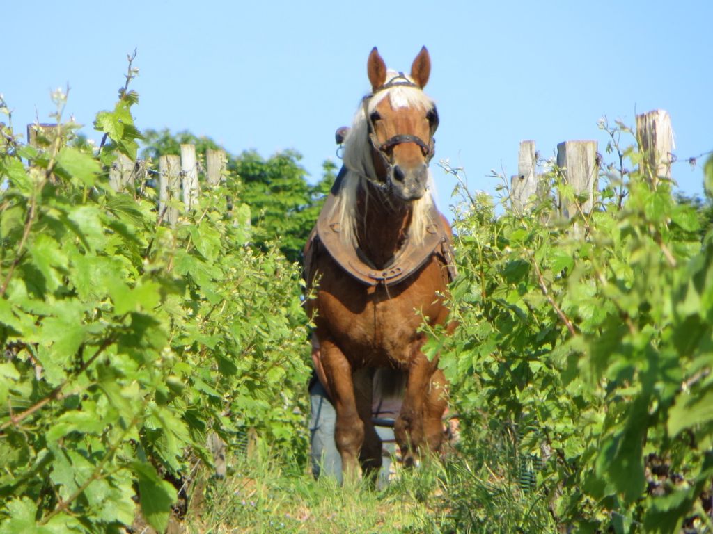 Coquette dans les Pouilly-Vinzelles Climat « Les Quarts »