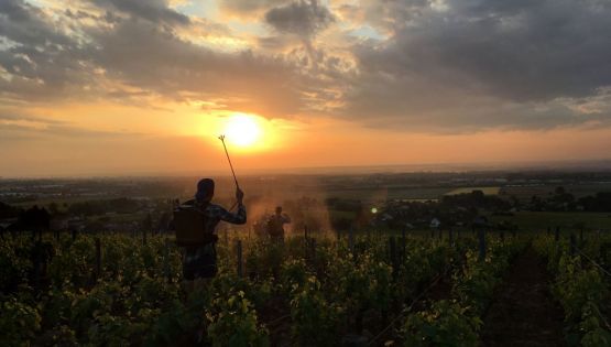 Fortune - Wine Drinkers Should Pay More Attention to This Lesser-Known Spot in Burgundy - 2019