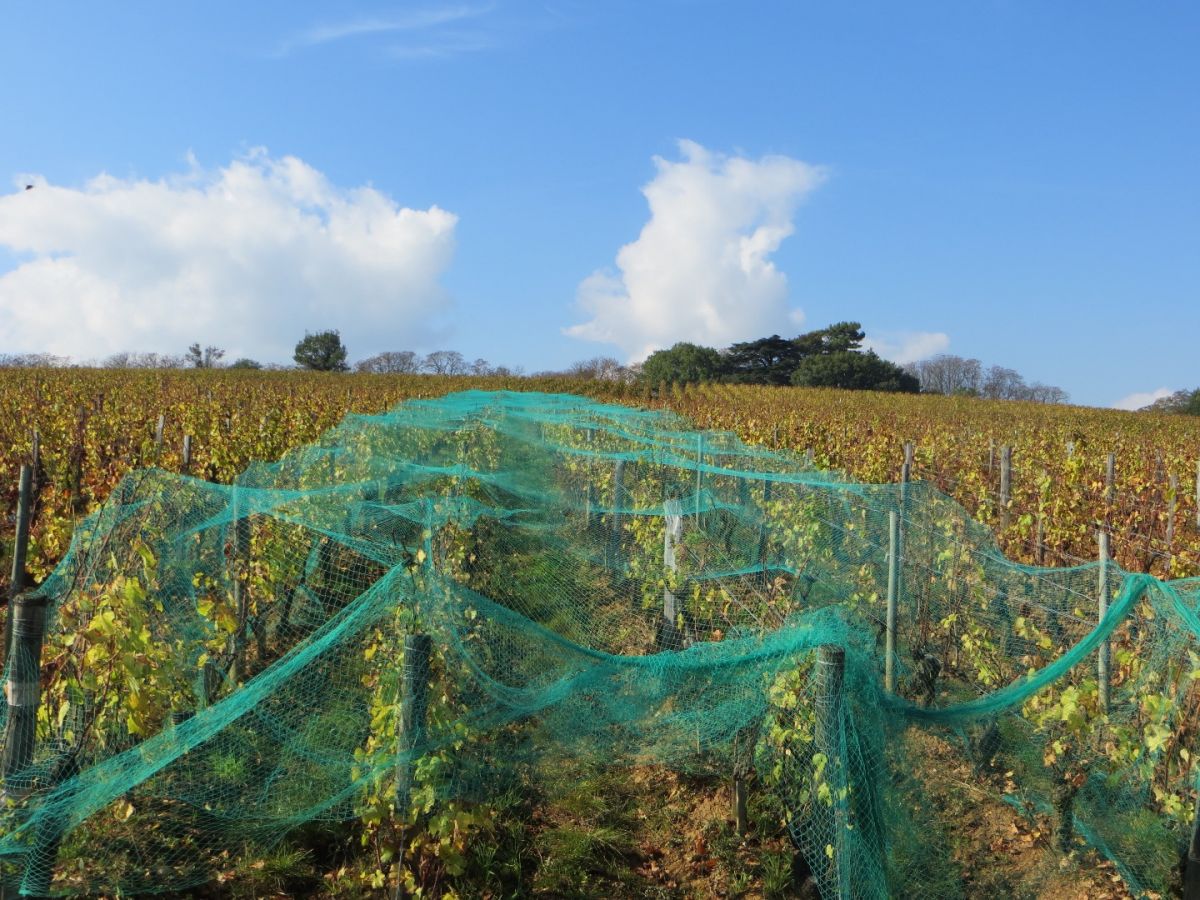 Parcelle vin - Pouilly-Vinzelles Cuvée  « X-Taste » La Soufrandière