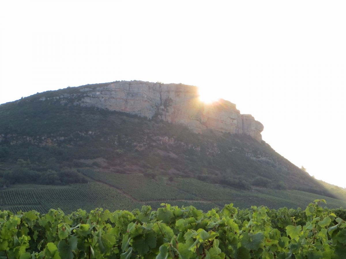 Vine plot - Pouilly-Fuissé Climate « En Carementrant » Bret Brothers