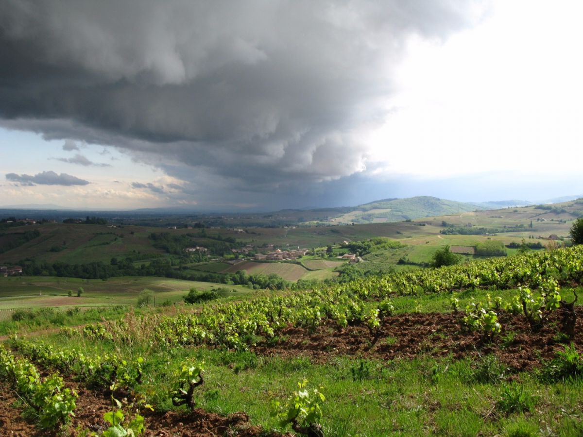 Parcelle vin - Beaujolais-Villages « Glou de Jeff » Bret Brothers