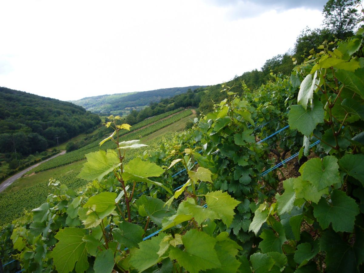 Parcelle vin - Saint-Véran Climat « La Côte Rôtie » Bret Brothers