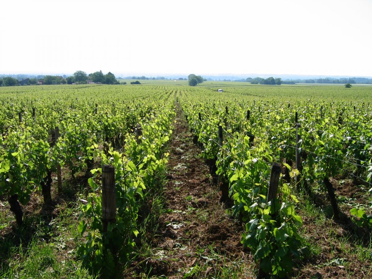 Vine plot - Viré-Clessé Climate « Sous Les Plantes » Bret Brothers