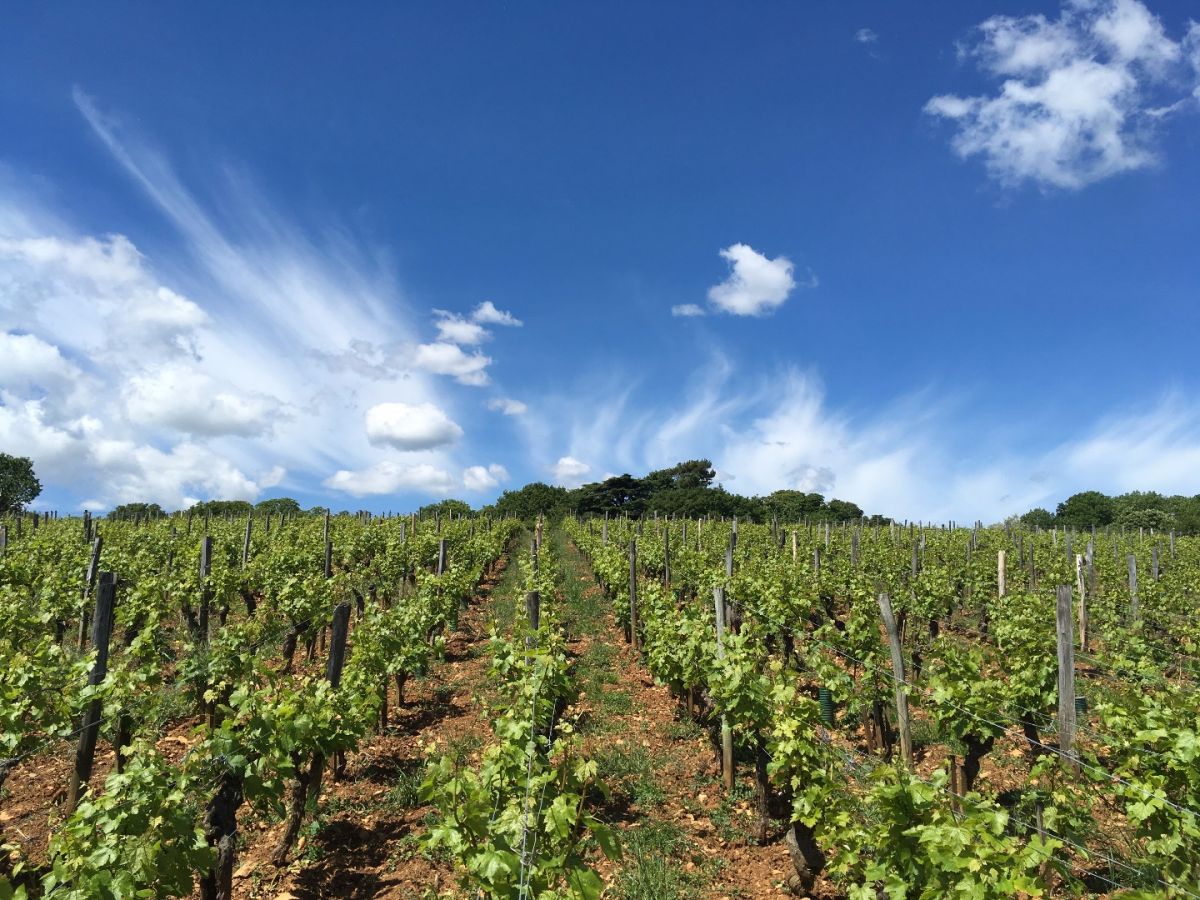 Parcelle vin - Pouilly-Vinzelles Climat « Les Quarts » La Soufrandière