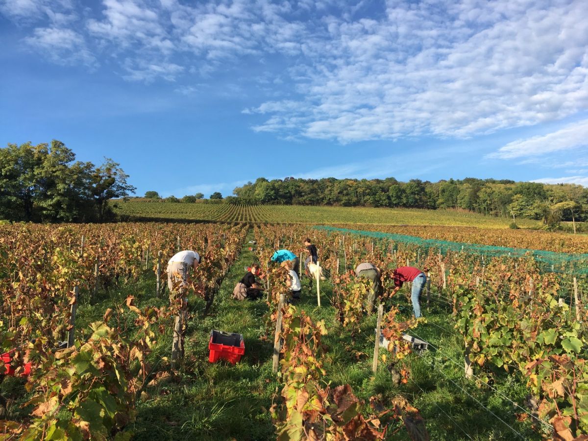 Vine plot - Saint-Véran Climate « La Bonnode » La Soufrandière