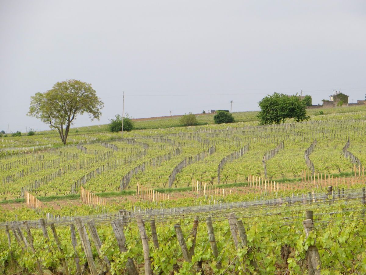 Vine plot - Pouilly-Vinzelles Cuvée  « Les Remparts » Bret Brothers