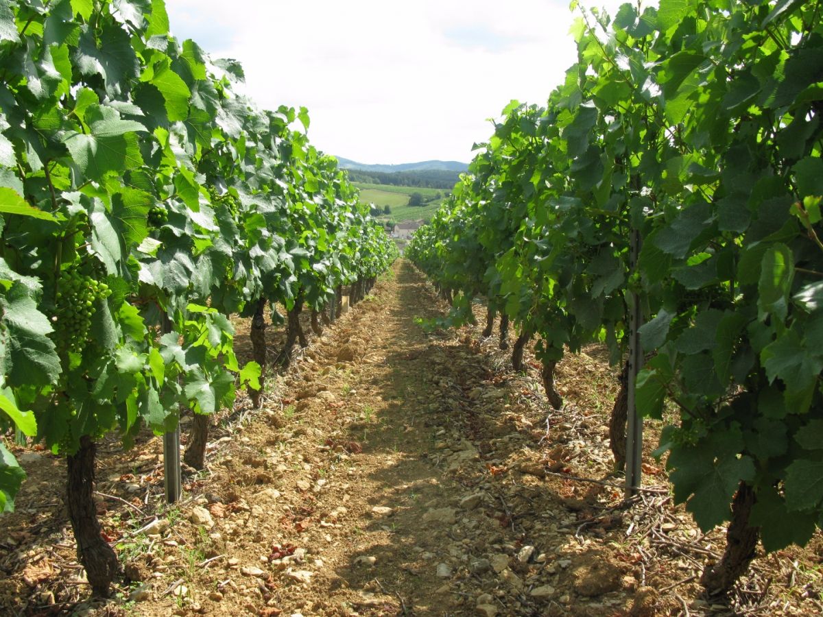 Vine plot - Mâcon-Chardonnay Climate « La Roche » Bret Brothers