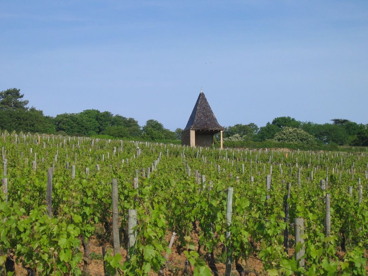 Vine plot - Pouilly-Vinzelles La Soufrandière