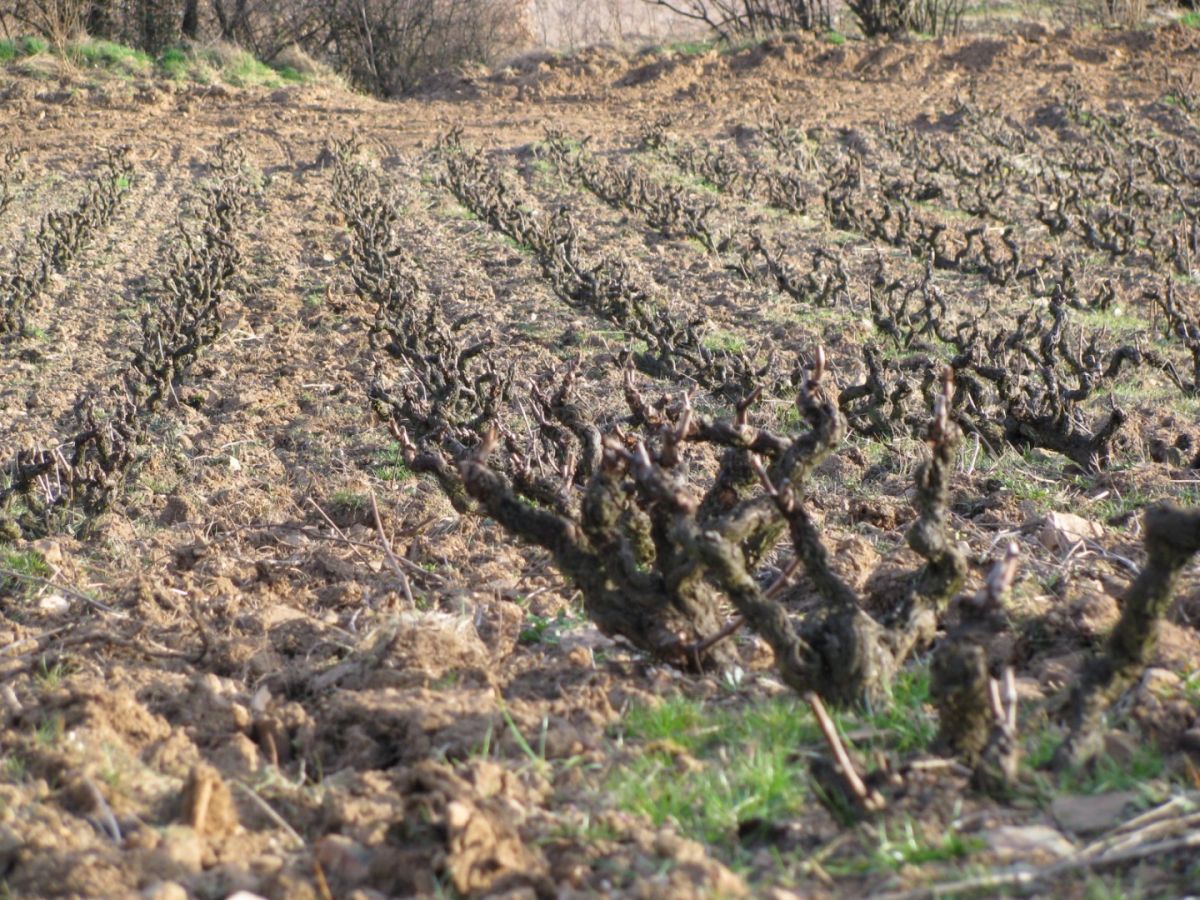 Vine plot - Morgon « Les Charmes » Bret Brothers