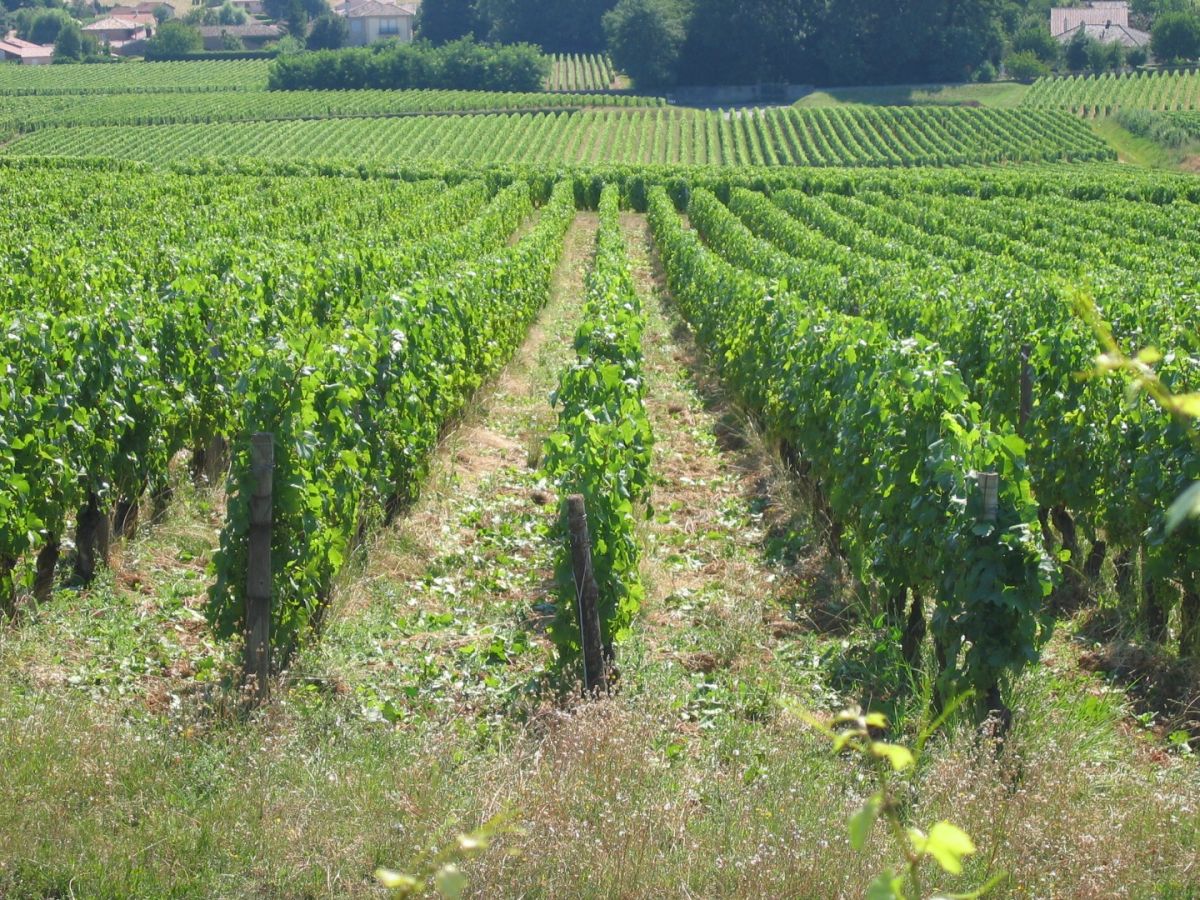 Parcelle vin - Pouilly-Vinzelles Climat « Les Longeays » La Soufrandière