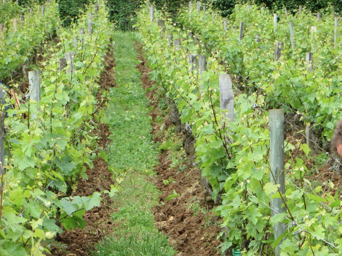 Vine plot - Mâcon-Vinzelles La Soufrandière