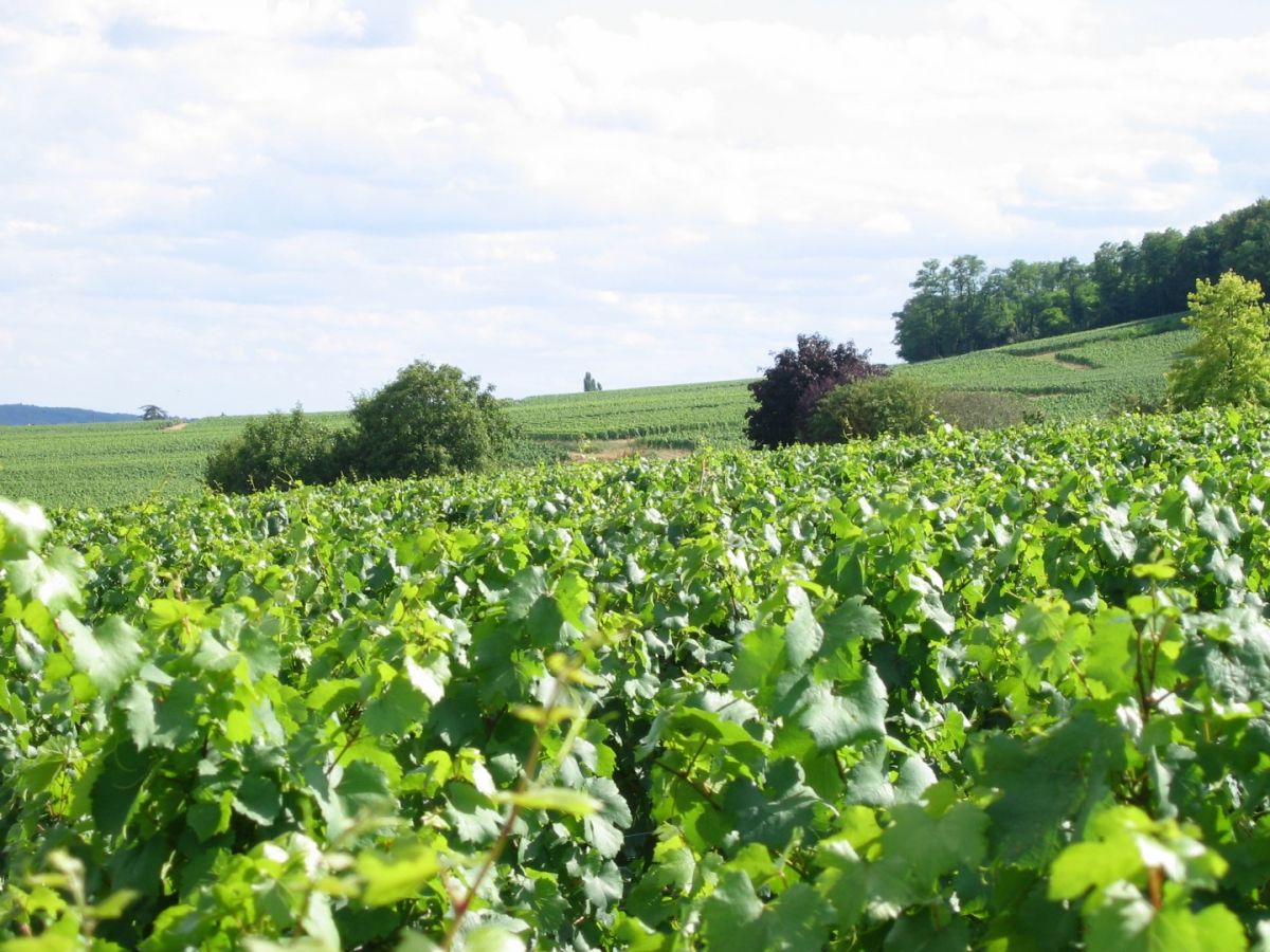 Vine plot - Viré-Clessé Climate « La Verchère » Bret Brothers