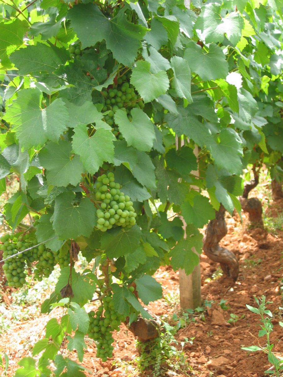 Vine plot - Natural sparkling wine « Bret Nat » Bret Brothers