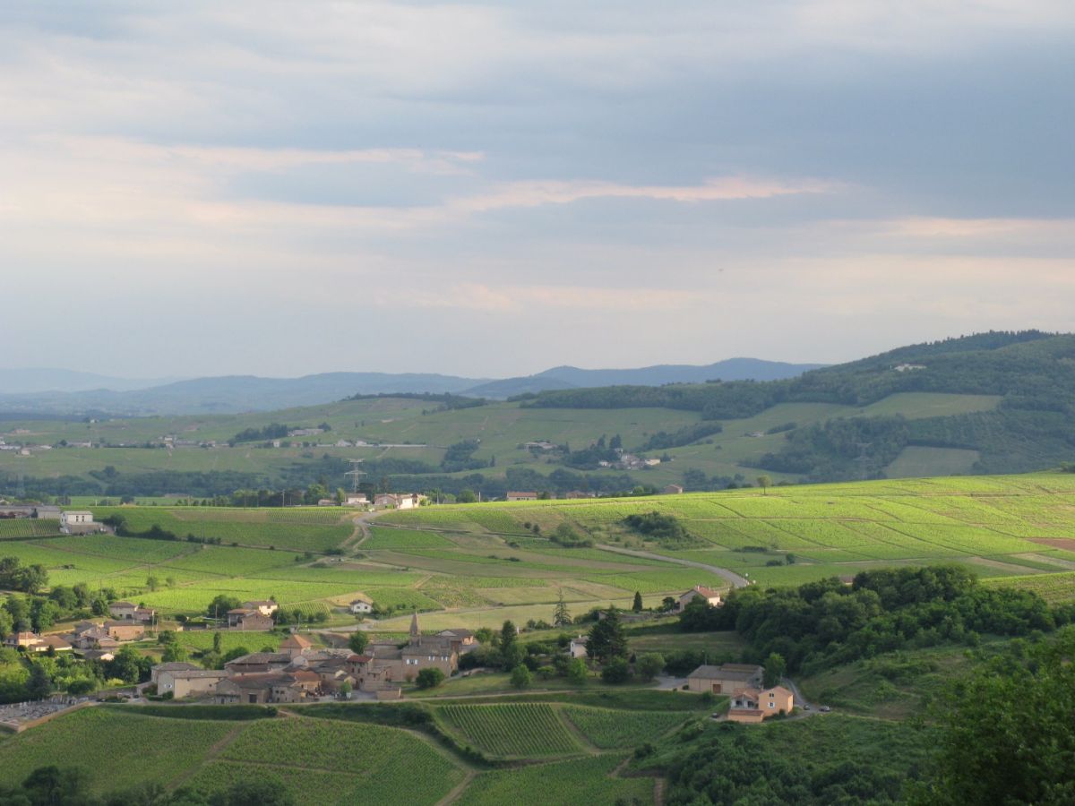 Vine plot - Fleurie « Le Grand Pré » Bret Brothers